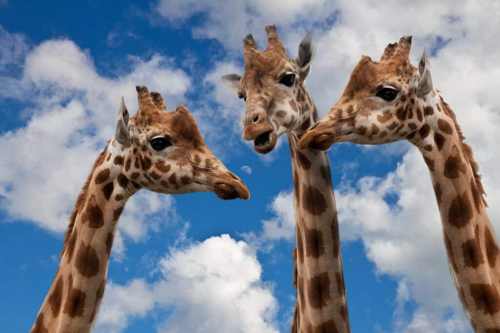 Drei Giraffen in einer Unterhaltung Giraffensprache ist wichtig nach der Trennung